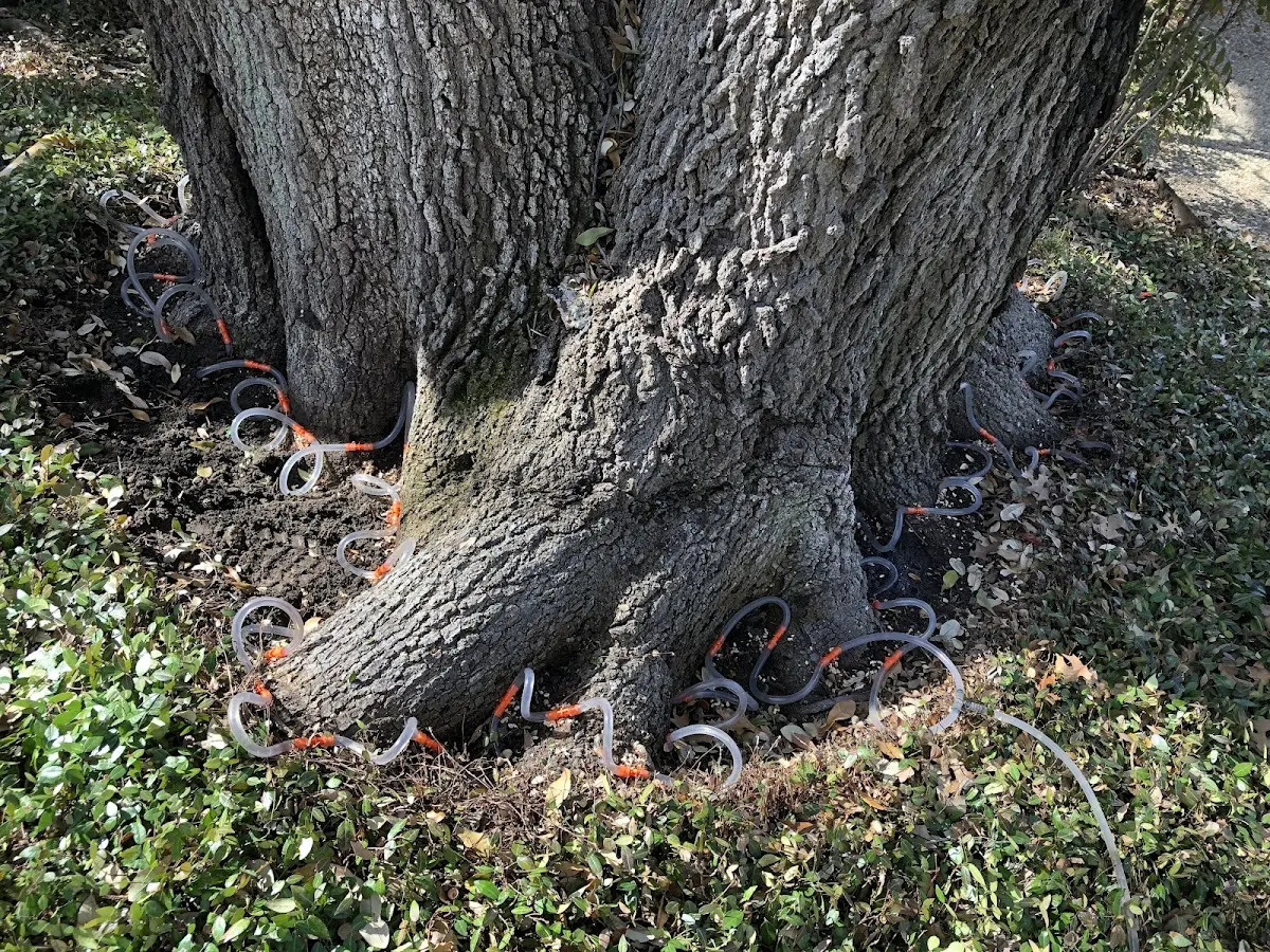 Detailed Tree Cabling and Bracing job site in Salamanca