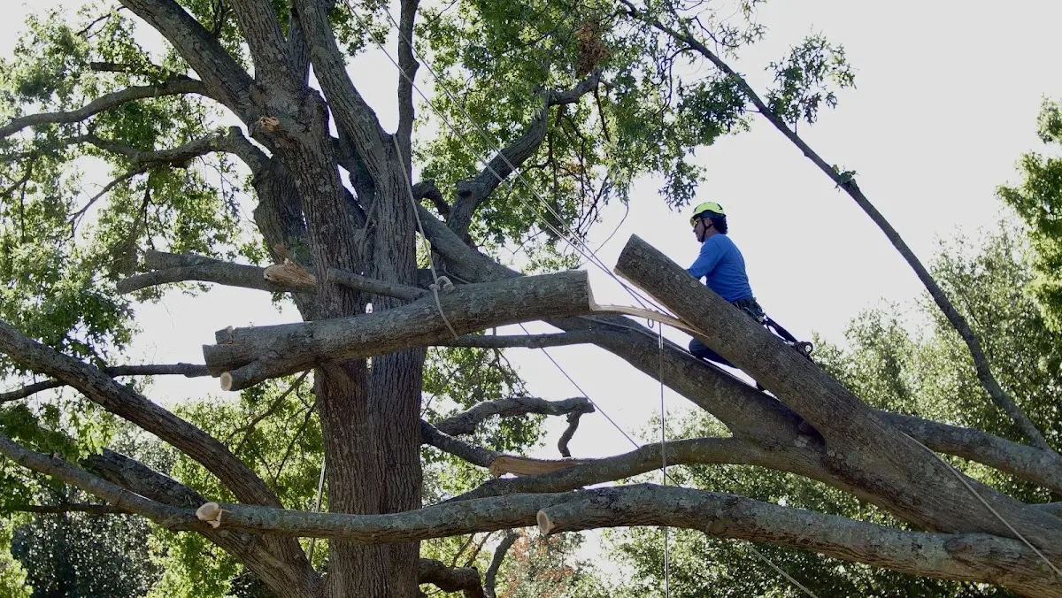 Professional Crown Thinning performed by certified arborists in Salamanca