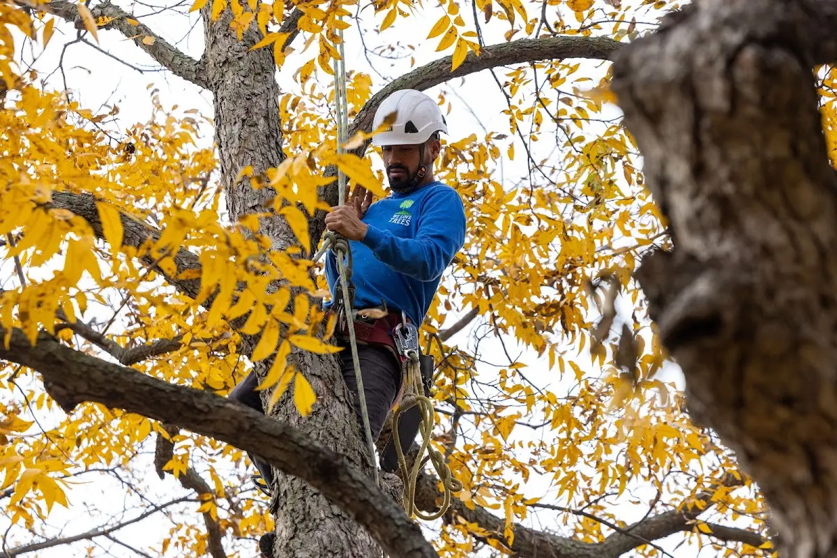 Skilled Tree Pruning crew working in Salamanca