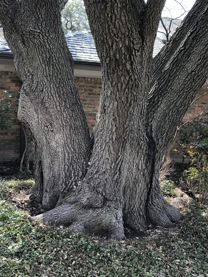Mature heritage tree close to a Salamanca property cared for by certified arborists